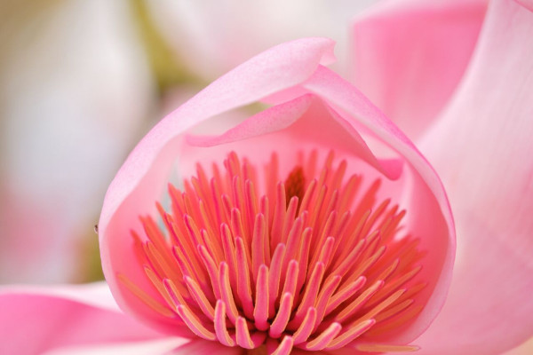 FleursdeMagnolias(4).thumb.jpg.9059d7e1369f8006c316d47c46e99597.jpg