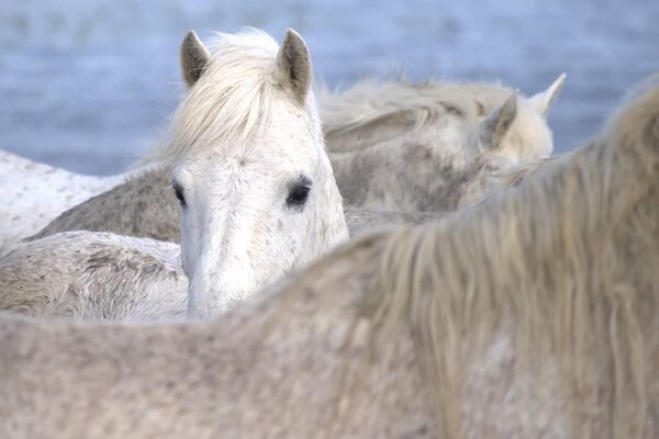 Camargue1.thumb.jpeg.ae6305e7f3b19e6b30912a1f879304e7.jpeg