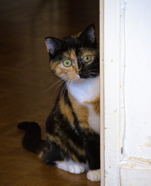 DSC01553.thumb.jpg.5d3dbf52e3540e26c459f40cabf2d7aa.jpg