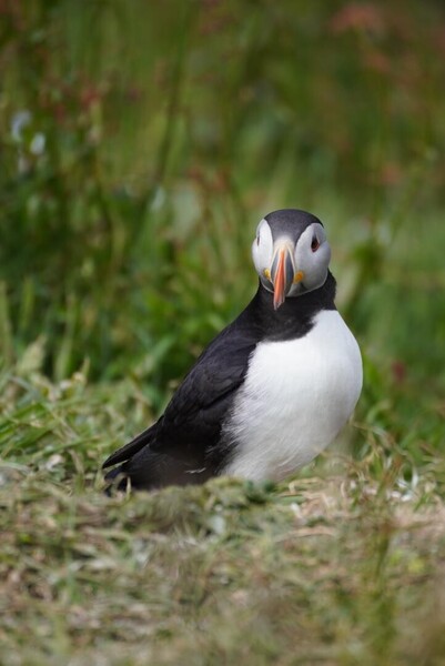 Puffins1.thumb.jpeg.8a576b494c2abd3108299ba3f61cd477.jpeg