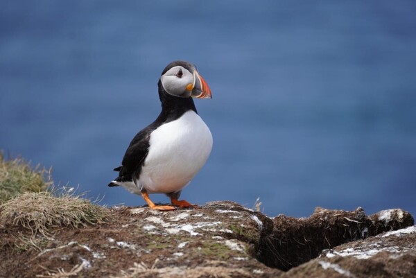 Puffins10.thumb.jpeg.43c2c4cc3bc943bccdaaa7a22da4dc51.jpeg