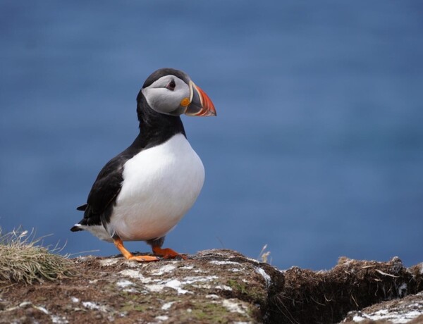 Puffins 2.jpeg