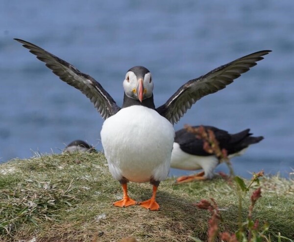 Puffins3.thumb.jpeg.596517cd4bc3c30aad5ef2223f73349a.jpeg