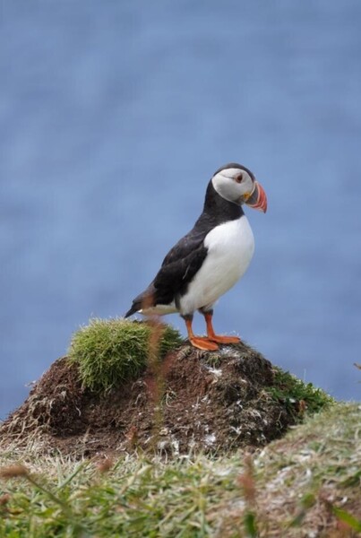 Puffins5.thumb.jpeg.229976dc0b70b53572a48a3a64e93c4d.jpeg
